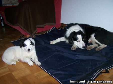 Border Collie Hunde Foto 45138 Border Collie MEIN BONZO, 13 JAHRE,MIT ARAN, 8 WOCHEN ALT.