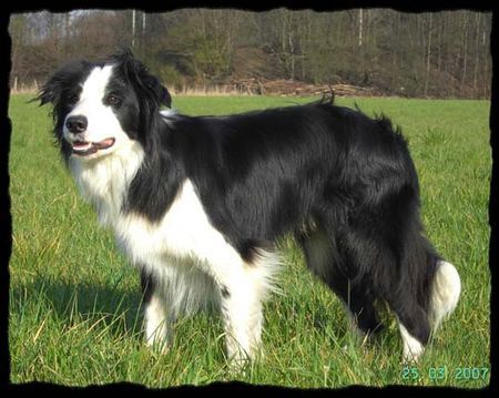 Border Collie Hunde Foto 38320 in höherer Auflösung ansehen Border Collie Border Jack..stammt aus Irland.