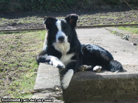 Border Collie Hunde Foto 22450 in höherer Auflösung ansehen Border Collie Felix