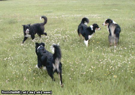 Border Collie Hunde Foto 13234 Border Collie Border und Aussie Treffen in Hamm