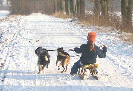 Border Collie Hunde Foto 33026 in höherer Auflösung ansehen Border Collie Schlittenhunde