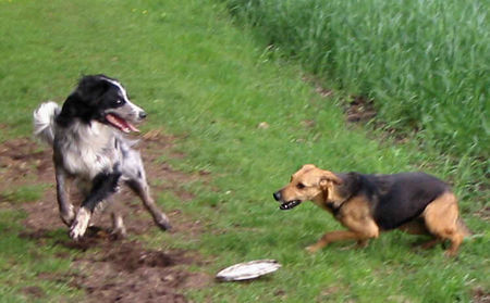 Border Collie Hunde Foto 33027 in höherer Auflösung ansehen Border Collie frisbee