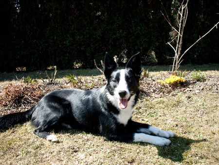 Border Collie Hunde Foto 30769 Border Collie Leni