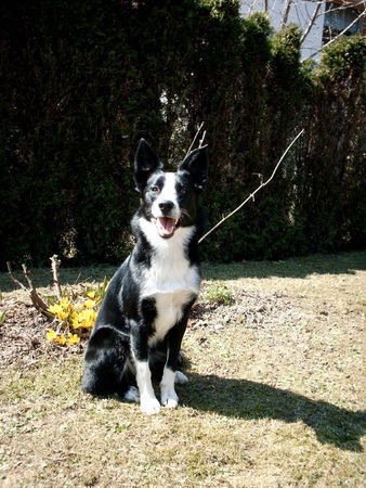 Border Collie Hunde Foto 30770 Border Collie Unsere Hündin