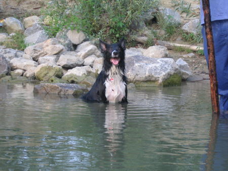 Border Collie Hunde Foto 33270 Border Collie Kayla