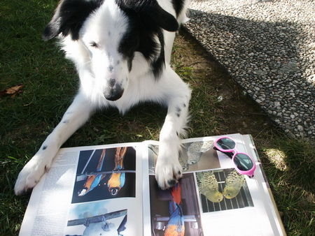 Border Collie Hunde Foto 27562 Border Collie einfach süüß