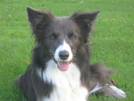 Border Collie Hunde Foto 37216 Border Collie 15 Monate alte blau-weiße Border-Colliedame