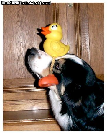 Border Collie Hunde Foto 17819 Border Collie Balanceakt