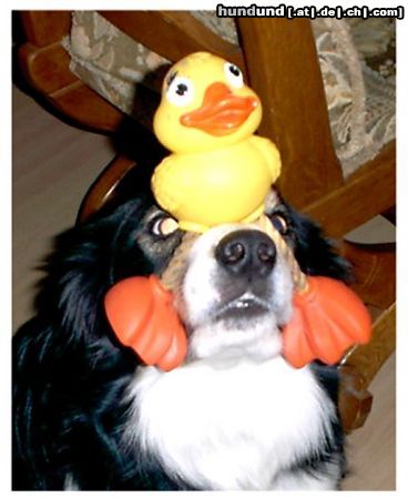 Border Collie Hunde Foto 17786 Border Collie Balu hat einen Vogel