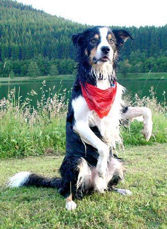 Border Collie Hunde Foto 35092 Border Collie komische Figur