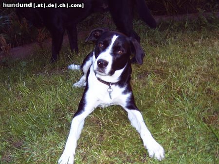 Border Collie Hunde Foto 23205 in höherer Auflösung ansehen Border Collie bordermix feebee