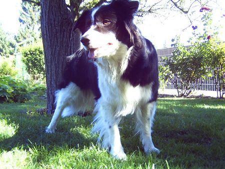 Border Collie Hunde Foto 32678 in höherer Auflösung ansehen Border Collie Bonny
