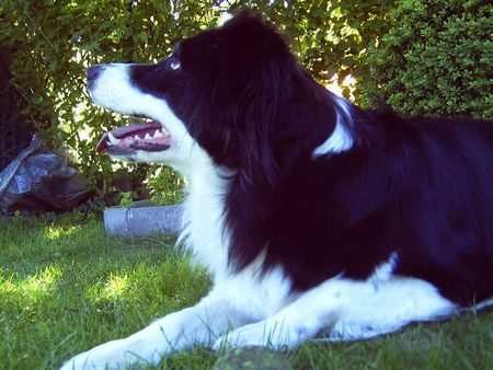 Border Collie Hunde Foto 32676 in höherer Auflösung ansehen Border Collie Bonny
