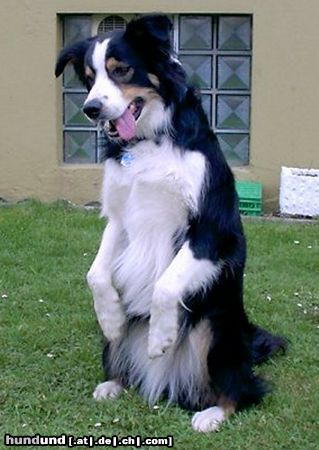 Border Collie Hunde Foto 20848 Border Collie Komische Figur