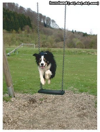 Border Collie Hunde Foto 21157 Border Collie Ab durch die Mitte