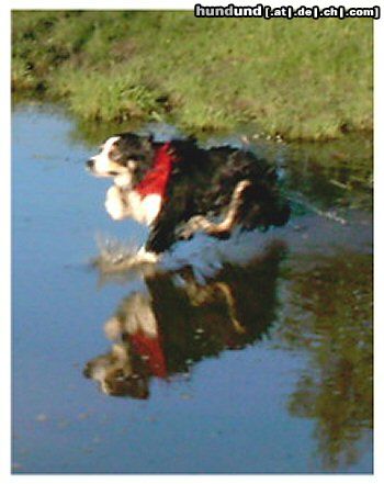 Border Collie Hunde Foto 23157 in höherer Auflösung ansehen Border Collie Wasserläufer