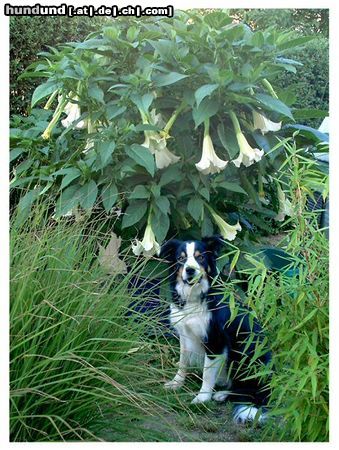 Border Collie Hunde Foto 23151 Border Collie Mein Prachtstück