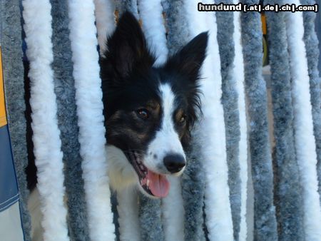 Border Collie Hunde Foto 7997 Border Collie Hallo, hier bin ich