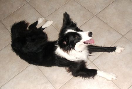 Border Collie Hunde Foto 29515 in höherer Auflösung ansehen Border Collie Nix los heute