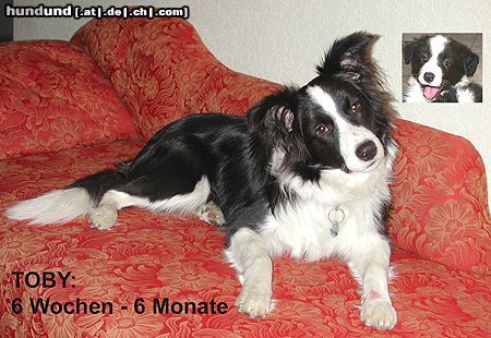Border Collie Hunde Foto 12098 Border Collie Wie die Zeit vergeht!