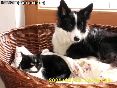 Border Collie Hunde Foto 19151 in höherer Auflösung ansehen Border Collie Seven of eight