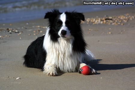 Border Collie Hunde Foto 5288 Border Collie Butch Cassedy