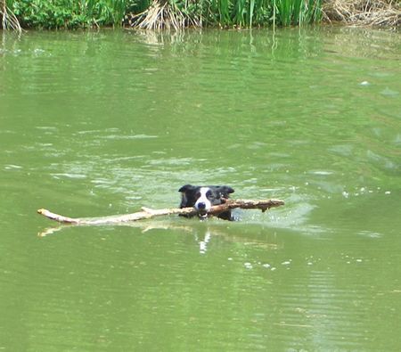 Border Collie Hunde Foto 31581 in höherer Auflösung ansehen Border Collie Überbreite