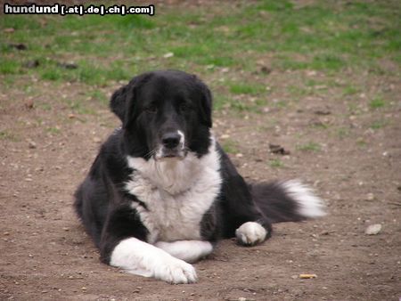 Border Collie Hunde Foto 20742 in höherer Auflösung ansehen Border Collie Border Collie Mischling