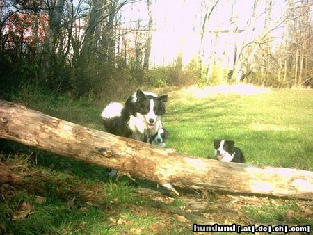 Border Collie Hunde Foto 16584 Border Collie Action!!!