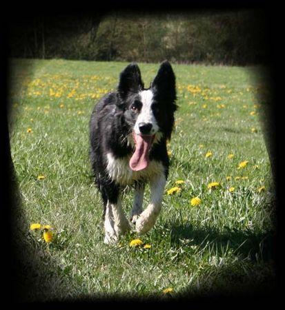 Border Collie Hunde Foto 38334 in höherer Auflösung ansehen Border Collie Laika...12 Mon. alt