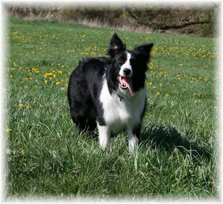 Border Collie Hunde Foto 38327 in höherer Auflösung ansehen Border Collie Jinda