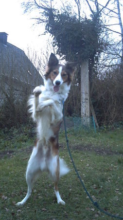 Border Collie Hunde Foto 36111 Border Collie Akimo macht mänchen