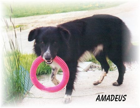 Border Collie Hunde Foto 1187 Border Collie Amadeus vom Vöcklatal