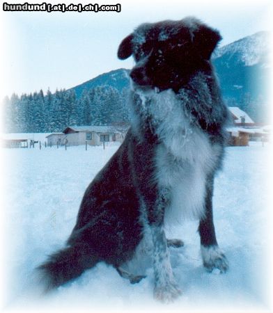 Border Collie Hunde Foto 9860 Border Collie Mein Winterurlaub in Kärnten