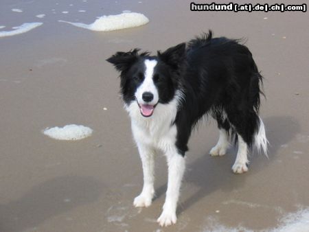 Border Collie Hunde Foto 17611 in höherer Auflösung ansehen Border Collie Amy (11 Monate alt)