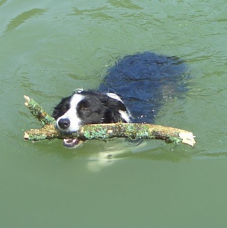 Border Collie Hunde Foto 31328 Border Collie Wasserratte Sancho