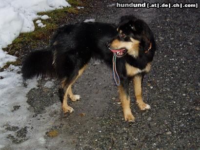 Border Collie Hunde Foto 18518 in höherer Auflösung ansehen Border Collie Border Mädel Ayka
