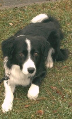 Border Collie Birger