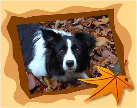Border Collie Hunde Foto 38329 in höherer Auflösung ansehen Border Collie Jinda