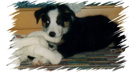 Border Collie Hunde Foto 2491 Border Collie BALU