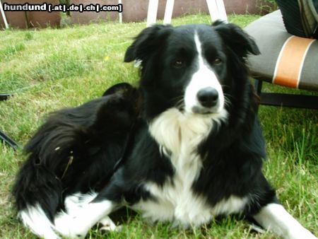 Border Collie Hunde Foto 14701 Border Collie Ich bin Ponti, 3 Jahre alt