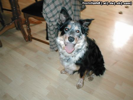 Border Collie Hunde Foto 20701 Border Collie
