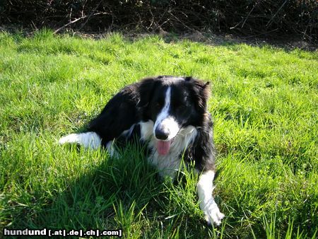 Border Collie Hunde Foto 21363 in höherer Auflösung ansehen Border Collie Mach Pause