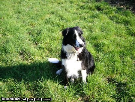 Border Collie Hunde Foto 21362 in höherer Auflösung ansehen Border Collie Frühling