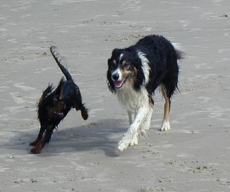 Border Collie Hunde Foto 2637 Border Collie Der Border und sein Freund (Cavalier King Charles Spaniel)