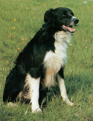 Border Collie Hunde Foto 105 Border Collie