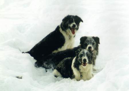 Border Collie Hunde Foto 931 Border Collie Border im Schnee