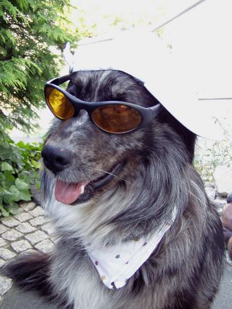 Border Collie Hunde Foto 35291 Border Collie Bruno im Garten