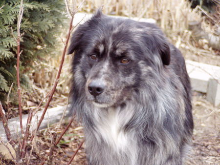 Border Collie Hunde Foto 35289 Border Collie Bruno im Garten