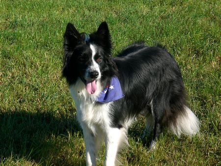 Border Collie Hunde Foto 34549 in höherer Auflösung ansehen Border Collie